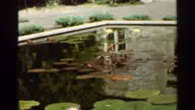 Saint Louis Missouri (1966): A Pond With A Bunch Of Crusty Lily Pads On It Really