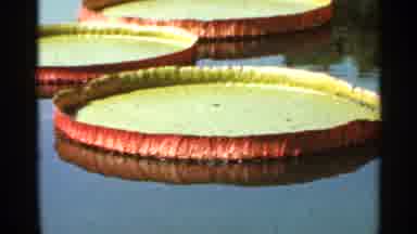 Saint Louis Missouri (1966): Various Plants Are Shown That Are Typically Seen By