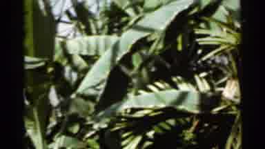 Saint Louis Missouri (1966): Tropical Scenery Green Giant Leaves Pink Flowers In