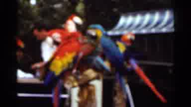 Saint Louis Missouri (1966): Parrots And Goats In A Petting Zoo Eating And Hanging