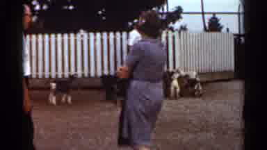 Saint Louis Missouri (1966): Goats Surround On Person As Others Walk Forward To