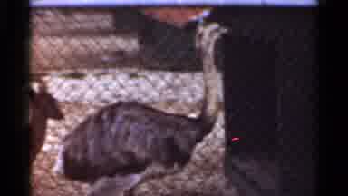 Saint Louis Missouri (1966): A Wild Bird Is Looking To Fly The Coop