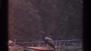 Saint Louis Missouri (1966): Bird Among Trees In Front Of Camera And White Goat On