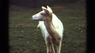 Saint Louis Missouri (1966): White Sheep In Green And Really Brown Bear Far From