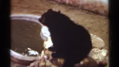 Saint Louis Missouri (1966): Black Bears And Man Holding Blue Macaw Bird On A