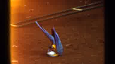 Saint Louis Missouri (1966): Multiple Parrots Lying And Playing In Dirt Ground