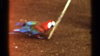 Saint Louis Missouri (1966): Two Different Parrots One Is Sliding Down A Slide And