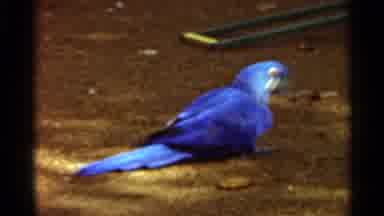 Saint Louis Missouri (1966): Blue Bird Opening A Cylinder Plastic Box On The