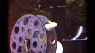 Saint Louis Missouri (1966): White Cockatiel Bird On Stand On A Sunny Day