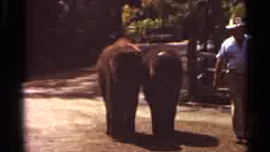 Saint Louis Missouri (1966): Two Smaller Elephants Are Walking Along A Path With A
