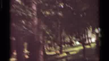 Saint Louis Missouri (1966): Deer Foraging In The Forest