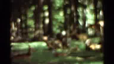Saint Louis Missouri (1966): Brown And Yellow Grant's Cabin Sign And Deer Grazing