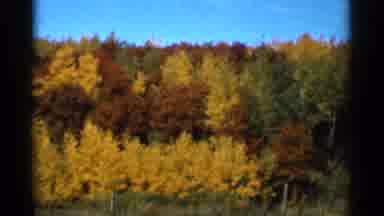 Sauk Centre Minnesota (1966): Trees Outside Windy Fall Breezy Treetops Sky Red