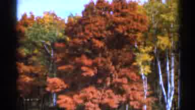 Sauk Centre Minnesota (1966): Experience Autumn Leaves Next To Our Small Farm On