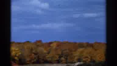 Sauk Centre Minnesota (1966): Big Field Of Colorful Trees With Blue Sky Over
