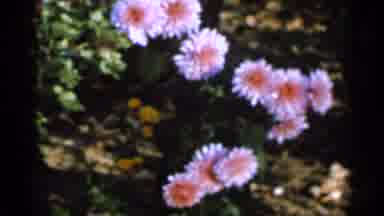 Sauk Centre Minnesota-1966: Purple Chrysanthemums And Trees On Sunny Day