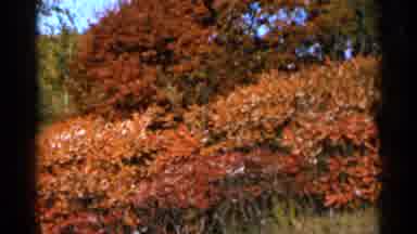 Sauk Centre Minnesota (1966): Picture Of Green Trees And Red Apple Trees