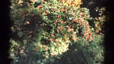 Sauk Centre Minnesota (1966): Short Clips Of Different Views Of Trees And Lots Of