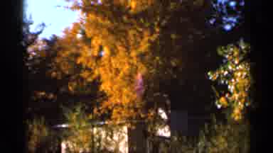 Sauk Centre Minnesota (1966): Camera Captures The Lovely Foliage Of The Trees