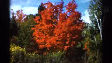 Wauseon Ohio (1966): A Sunny Fall Day Reflected By The Color Of The Trees Browns