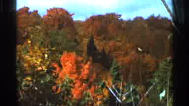 Wauseon Ohio (1966): Autumn Nature Scene With Foliage Blowing In The Wind And Tree