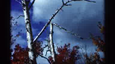 Wauseon Ohio (1966): Red Yellow And Green Fall Leaves Against Blue Sky On A Sunny