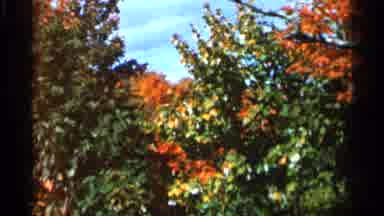 Wauseon Ohio (1966): A Bunch Of Leaves All Rustling In The Wind On A Windy Day