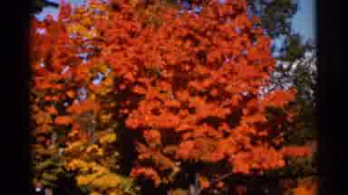 WAUSEON OHIO-1966: Vibrant Autumn Foliage Against Blue Sky