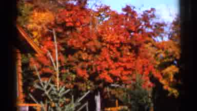 Wauseon Ohio (1966): Large Field Of Beautiful Trees With Lots Of Colors