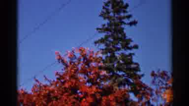 Wauseon Ohio (1966): Sky Tree Clouds Leaves Power Lines Sunstorm Clear Evergreens