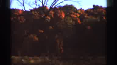 Wauseon Ohio (1966): A Forest In The Fall Time Looking At All The Colorful Leaves