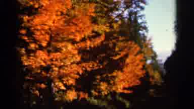 Wauseon Ohio (1966): A Beautiful Visual Of Some Fall Autumn Leaves And Various