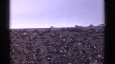San Francisco California (1944): Huge Proud Sitting In Ground Lawn Thatching