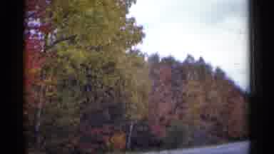 Michigan USA (1960): Colorful Trees Lined Up Long As Person Goes Down