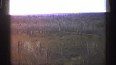 Michigan USA (1960): Landscape With Trees And Meadows A Cuts To Etch Of Grass With