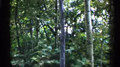Michigan USA (1960): Beautiful Sunlight Peeking Through Lush Verdant Green