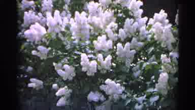 Michigan USA (1960): White Flowers And Man Sitting On Stagecoach With Two