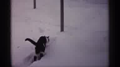Minnesota USA (1961): Cat Crosses Snowy Landscape And A Prepare At Do Other Let In