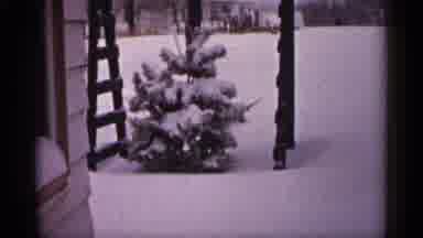 Minnesota USA (1961): Snow Covered Tree Sits In Yard Blanketed In Snow And Snow