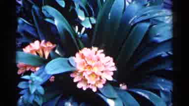 Minnesota USA (1961): Pink Blooming Flower On Cleo Day