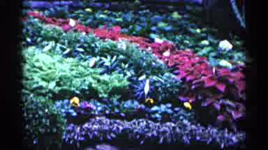 Minnesota USA (1961): Garden Of Colorful Flowers