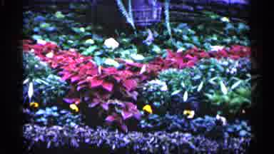 Minnesota USA (1961): Colorfulness Flower Garden On Cleo Day