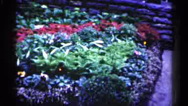 Minnesota USA (1961): Bunch Of Different Flowers In Leather Section Of Lowes Home