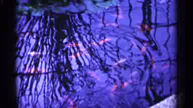 Minnesota USA (1961): Fish Swim In Circles In The Pond S Red And White Flowers