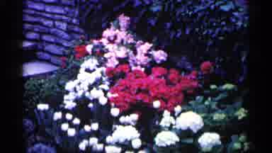 Minnesota USA (1961): Wonderful And Beautiful Flowers Round Park With Lots Of Col