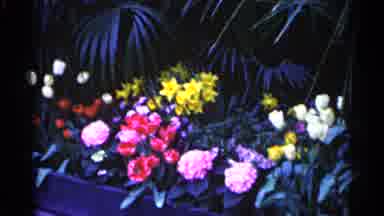 Minnesota USA (1961): Different Types Of Flowers