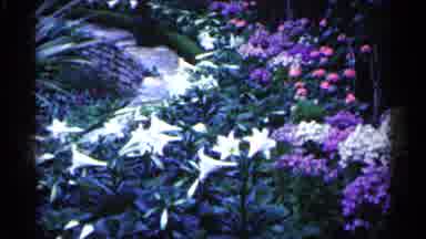 Minnesota USA (1961): Comer Captures Lovely Flowers That He Multiple Col Others S
