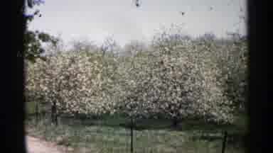 Minnesota USA (1961): Wonderful Nature Pace With Lots Of Trees And Some Fatherless