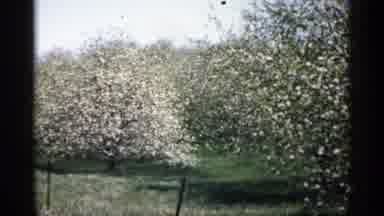 Minnesota USA (1961): Almond Trees Blossom With Linty White Flowers In A Almond