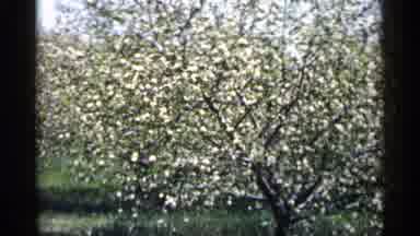Minnesota USA (1961): Large White Flowering Trees In Bloom In Sunny Meow White